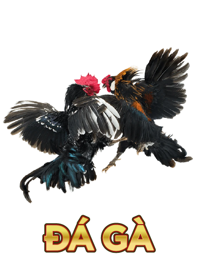 đá gà
