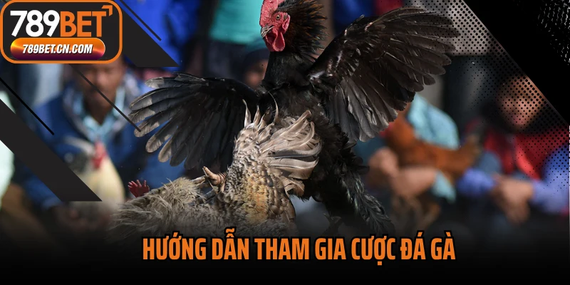 Hướng dẫn tham gia cược đá gà